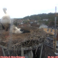 09_10-nest.jpg