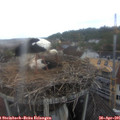 09_15-nest.jpg