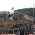 09_20-nest.jpg