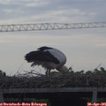 09_25-mast.jpg