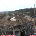 09_35-nest.jpg