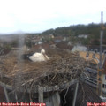 09_40-nest.jpg
