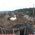 09_45-nest.jpg