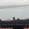 09_55-mast.jpg