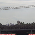 10_00-mast.jpg