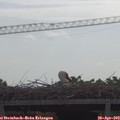 10_05-mast.jpg