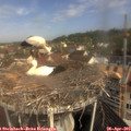 10_25-nest.jpg