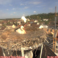10_50-nest.jpg