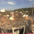 11_00-nest.jpg