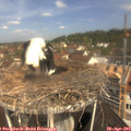 11_10-nest.jpg