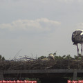 11_15-mast.jpg