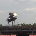 11_20-mast.jpg