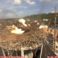 11_20-nest.jpg
