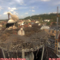 11_25-nest.jpg