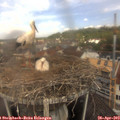 11_30-nest.jpg