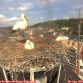 11_35-nest.jpg