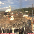 11_40-nest.jpg
