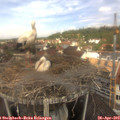 11_45-nest.jpg