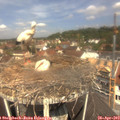 11_50-nest.jpg