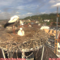 12_00-nest.jpg