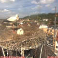 12_10-nest.jpg