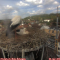 12_20-nest.jpg
