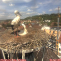12_35-nest.jpg