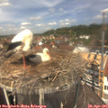 12_40-nest.jpg