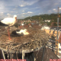 12_45-nest.jpg