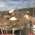12_50-nest.jpg