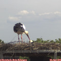 12_55-mast.jpg