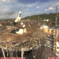 12_55-nest.jpg
