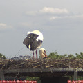 13_00-mast.jpg