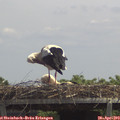 13_05-mast.jpg