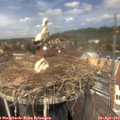 13_15-nest.jpg