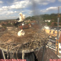 13_30-nest.jpg