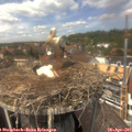 13_40-nest.jpg