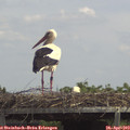 13_45-mast.jpg