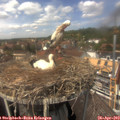 13_50-nest.jpg