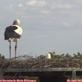 13_55-mast.jpg