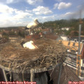 13_55-nest.jpg