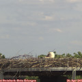 14_05-mast.jpg