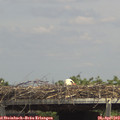 14_10-mast.jpg