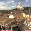 14_15-nest.jpg