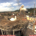 14_20-nest.jpg