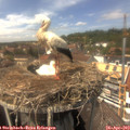 14_25-nest.jpg