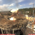14_30-nest.jpg