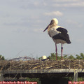 14_40-mast.jpg