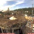 14_45-nest.jpg