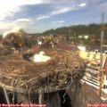 14_50-nest.jpg